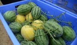 吃瓜网官网 吃瓜网,网络舆论风向标，带你领略热点事件背后的真相